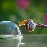 13 poze fabuloase in regim macro! Vezi viata in cele mai mici detalii…