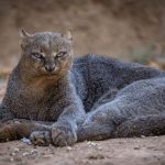 15 poze cu animale incredibile – nici nu am banuit ca asa ceva poate sa existe pe Terra!