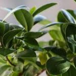 3 plante de apartament care produc oxigen atat pe timpul zilei, cat si pe timpul noptii!