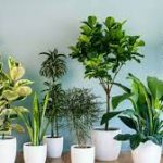 3 trucuri simple pentru sanatatea plantelor de camera. Ele se vor revigora si vor inflori!